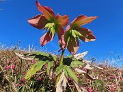 25 Helleborus niger (Elleboro) in fruttescenza